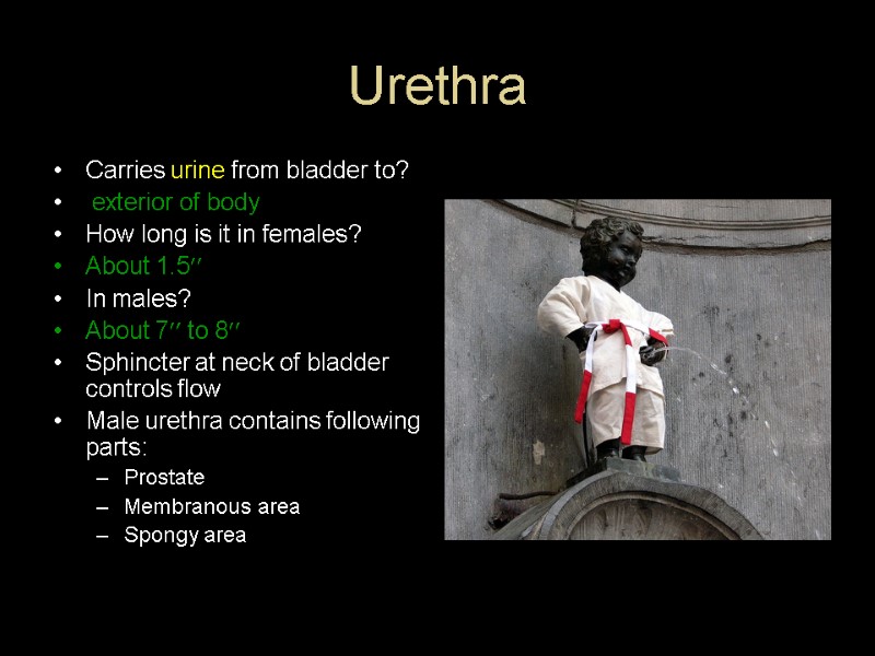 Urethra Carries urine from bladder to?  exterior of body How long is it